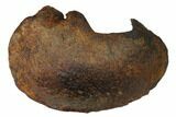 Fossil Whale Ear Bone - Miocene #144904-1